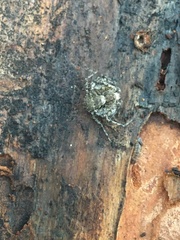 Philodromus margaritatus