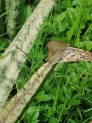 Nymphalidae