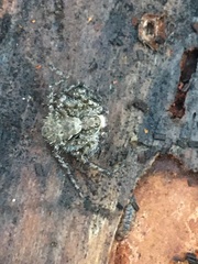 Philodromus margaritatus