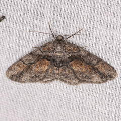 Mericisca gracea