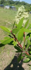 Melaleuca citrina