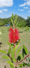 Melaleuca citrina
