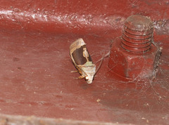 Gonodonta