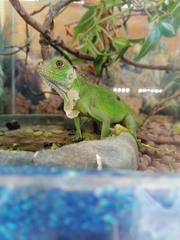 Iguana iguana