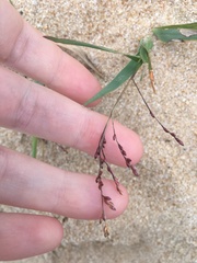 Panicum dichotomiflorum