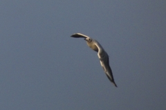 Chroicocephalus ridibundus