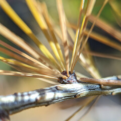 Larix