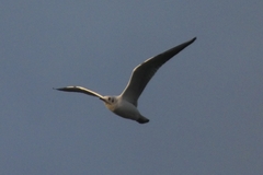 Chroicocephalus ridibundus