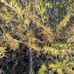 Larix
