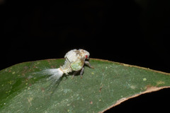 Nogodinidae