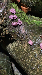 Ascocoryne sarcoides