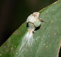 Nogodinidae