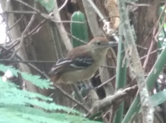 Thamnophilus ambiguus