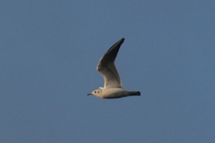 Chroicocephalus ridibundus