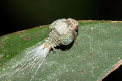 Nogodinidae