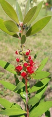 Melaleuca citrina