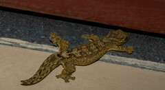 Thecadactylus solimoensis