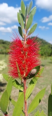 Melaleuca citrina
