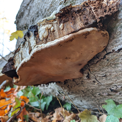 Fungi