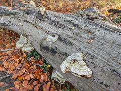 Fungi