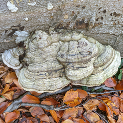 Fungi
