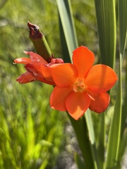 Pillansia templemannii