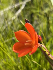 Pillansia templemannii