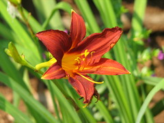Hemerocallis fulva