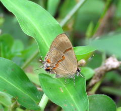 Lamprospilus collucia