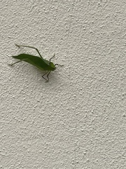 Stilpnochlora