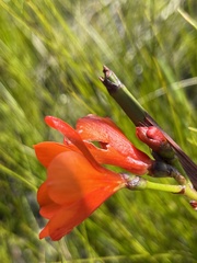 Pillansia templemannii