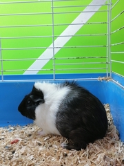 Cavia porcellus