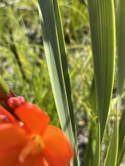 Pillansia templemannii