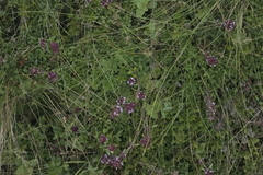 Thymus pulegioides