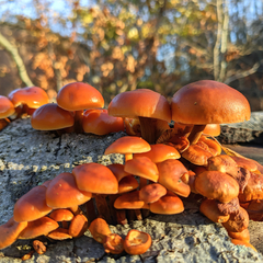 Fungi