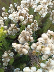 Helichrysum teretifolium