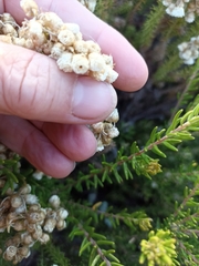 Helichrysum teretifolium