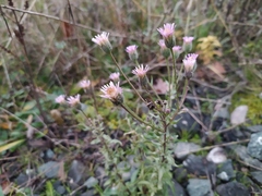 Erigeron acris serotinus
