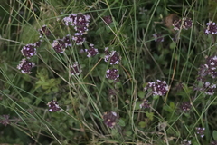 Thymus pulegioides