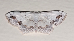 Scopula pulchellata