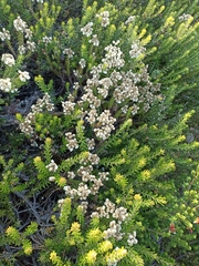 Helichrysum teretifolium