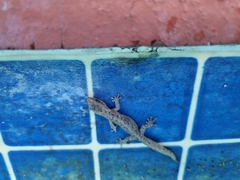 Afrogecko porphyreus