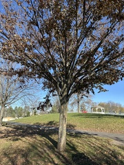 Zelkova serrata