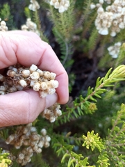 Helichrysum teretifolium