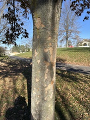 Zelkova serrata