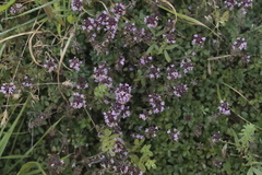 Thymus pulegioides