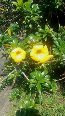 Allamanda schottii