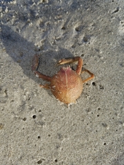 Persephona aquilonaris