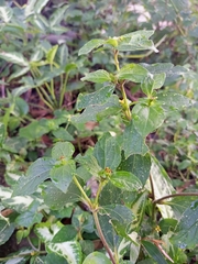 Acalypha australis