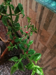 Mesembryanthemum cordifolium